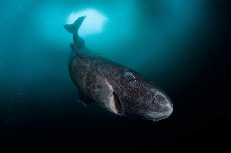 grönland köpekbalığı kaç yıl yaşar